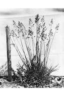 Image of Meadow Grasses