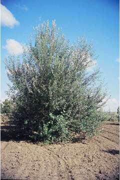 Image of White Poplar