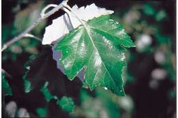 Image of White Poplar