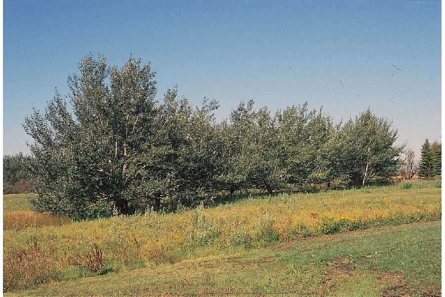 Image of White Poplar