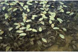 Image of largeleaf pondweed