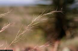 Aristida purpurea Nutt.的圖片