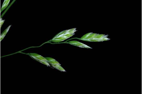 Image of Annual Meadow Grass