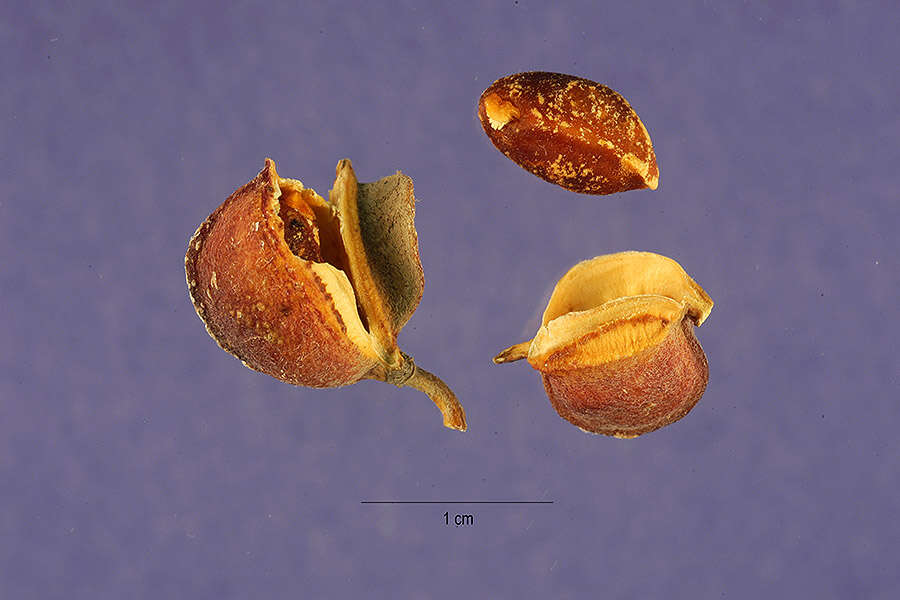 Image de Porlieria angustifolia (Engelm.) Gray