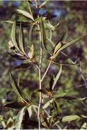 Sivun Populus angustifolia James kuva