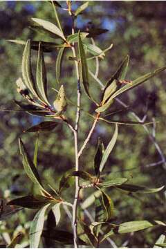 Image of narrowleaf cottonwood