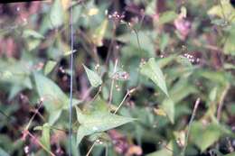 Слика од Polygonum arifolium