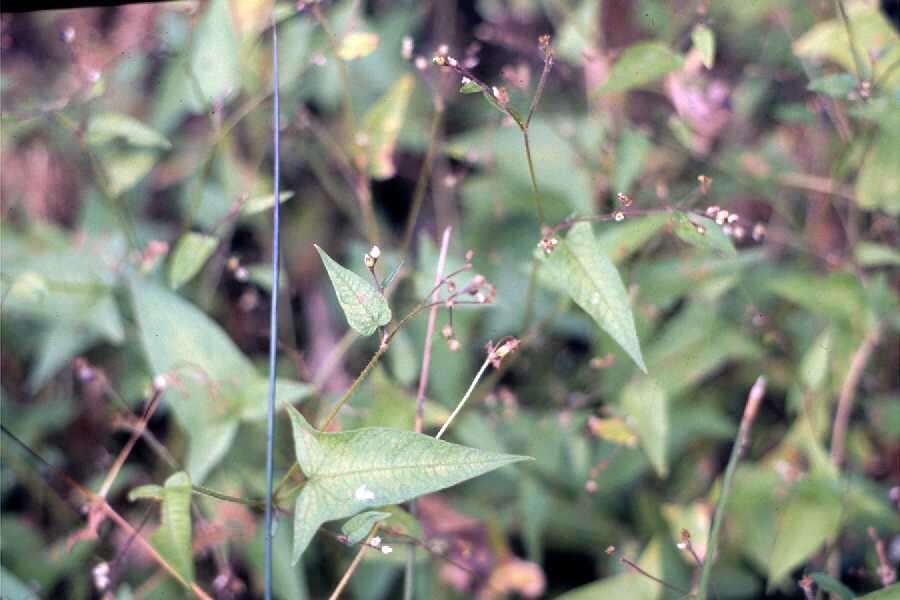 Polygonum arifolium resmi