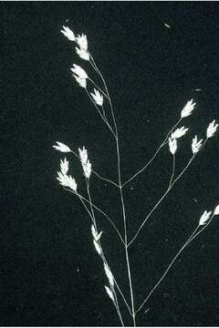 Image de Poa autumnalis Muhl. ex Elliott