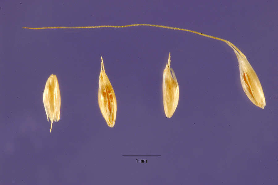 Слика од Polypogon australis Brongn.