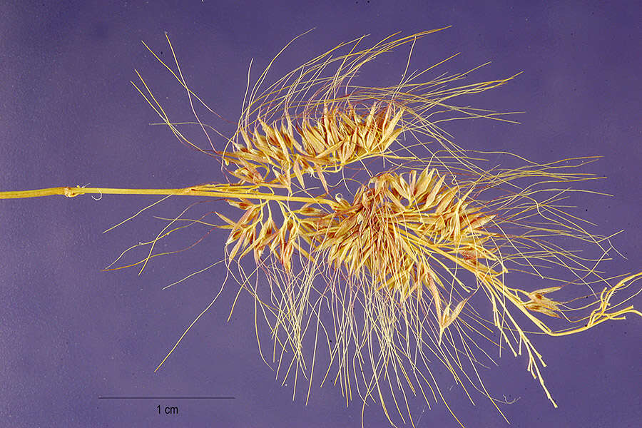 Слика од Polypogon australis Brongn.