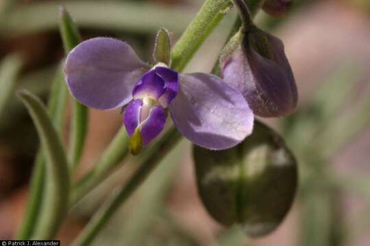 Plancia ëd Hebecarpa barbeyana (Chod.) J. R. Abbott