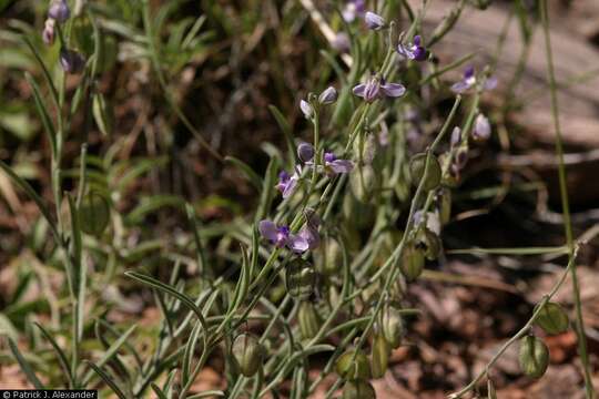 Image of blue milkwort