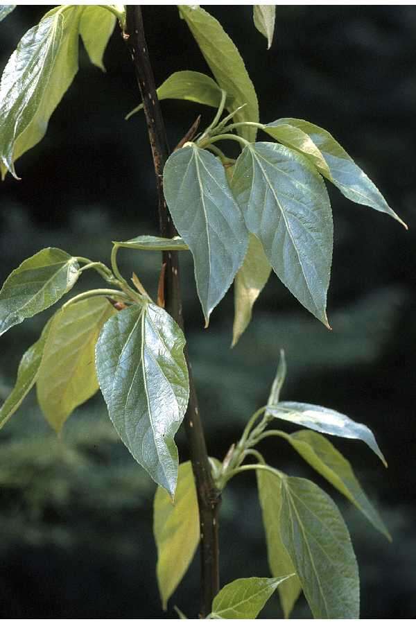 Image of Ontario Balsam Poplar