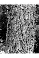 Image of Ontario Balsam Poplar