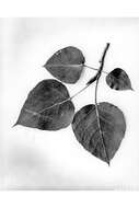 Image of Ontario Balsam Poplar