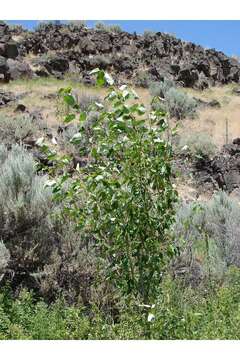 Image of Black Cottonwood