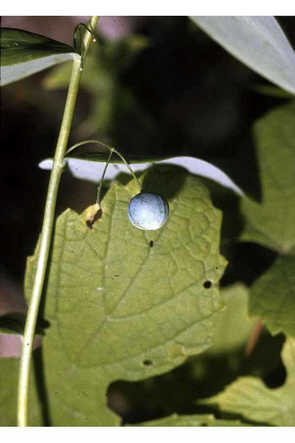 Слика од Polygonatum biflorum (Walter) Elliott