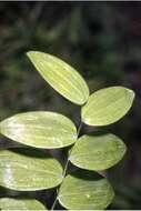 Слика од Polygonatum biflorum (Walter) Elliott