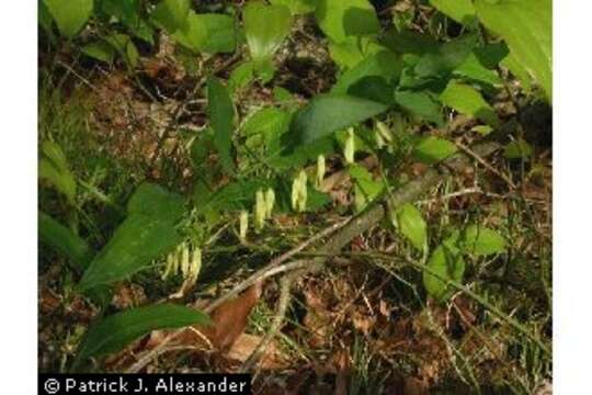 Image of smooth Solomon's seal