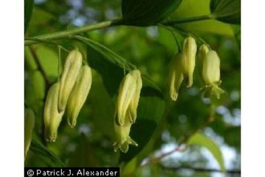 Image of smooth Solomon's seal