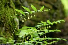 Слика од Polygonatum biflorum (Walter) Elliott