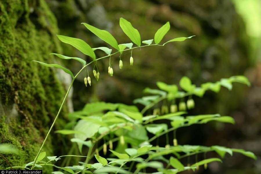 Слика од Polygonatum biflorum (Walter) Elliott