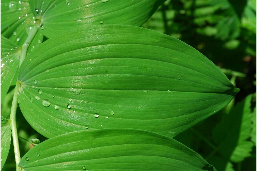 Слика од Polygonatum biflorum (Walter) Elliott