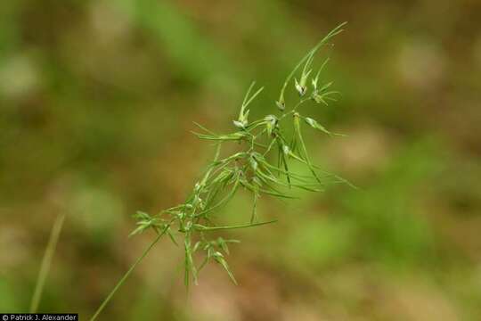 Image de Pâturin bulbeux