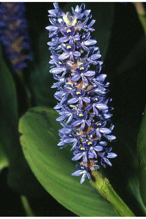 Image of pickerelweed