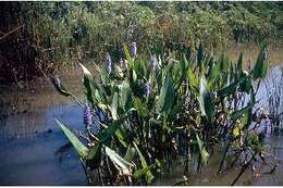 Image of pickerelweed