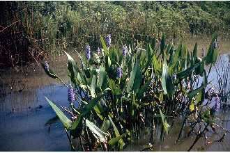 Image of pickerelweed