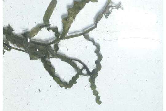 Image of Curled Pondweed