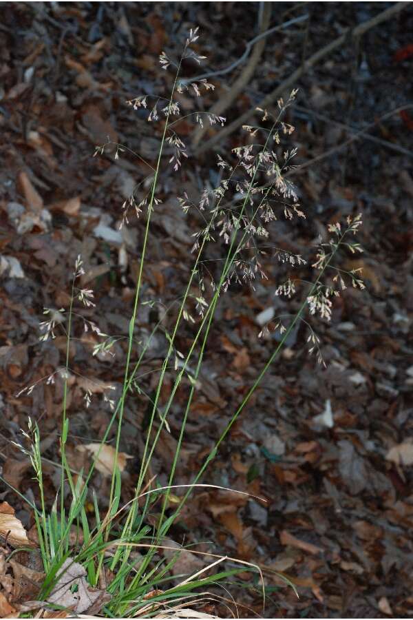 Image de Poa cuspidata Nutt.