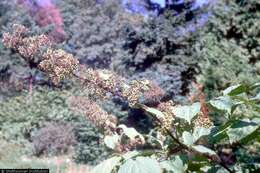 Image of American spikenard