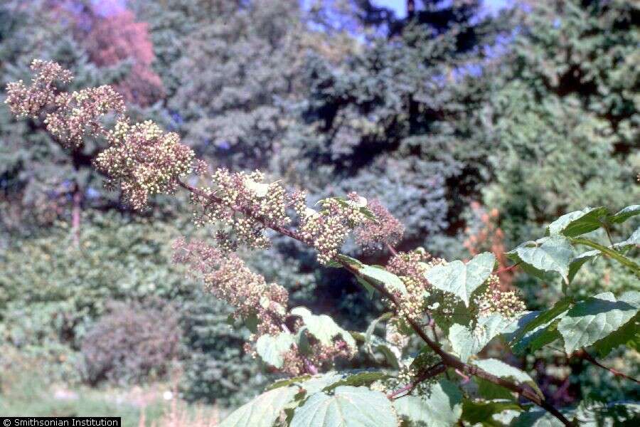 Image of American spikenard