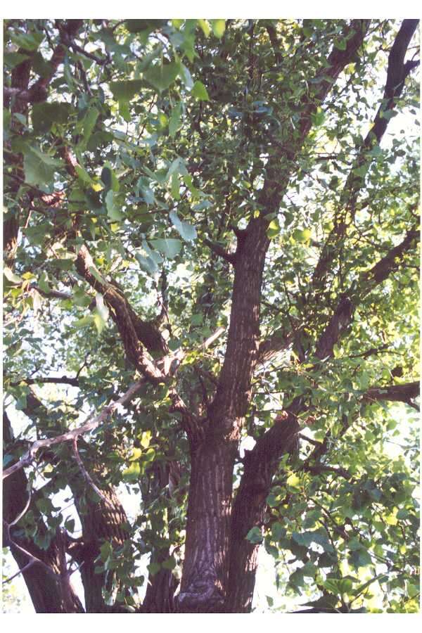 Image of eastern cottonwood