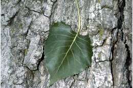 Image of eastern cottonwood