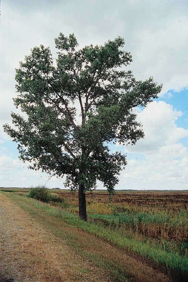 Image of eastern cottonwood