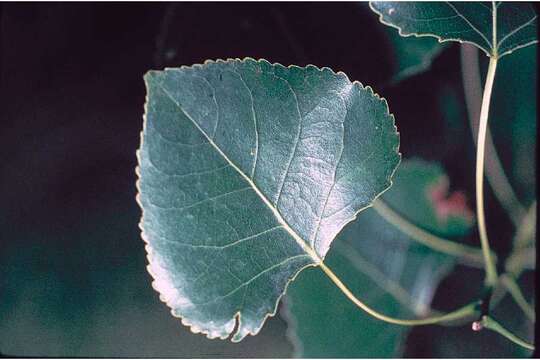 Image of eastern cottonwood