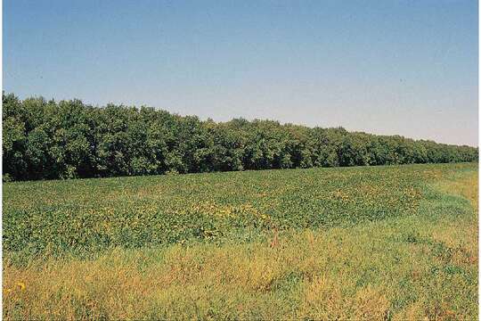 Image of eastern cottonwood