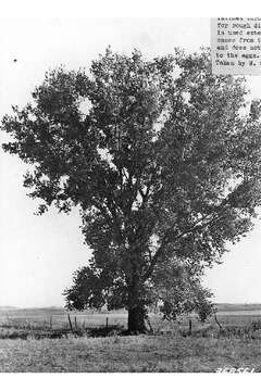 Image of eastern cottonwood