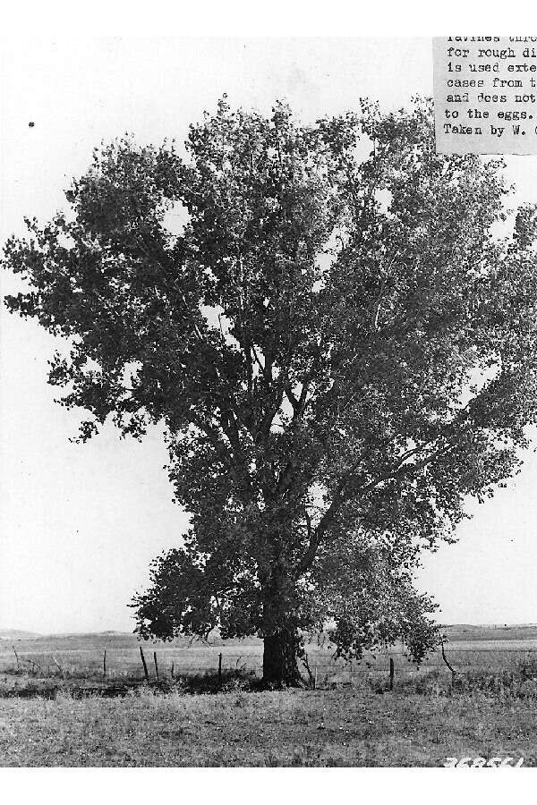 Image of eastern cottonwood