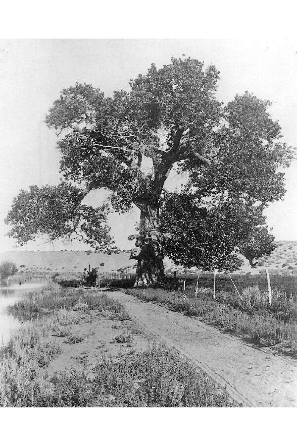 Image of eastern cottonwood