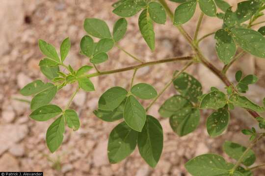 Image of redwhisker clammyweed