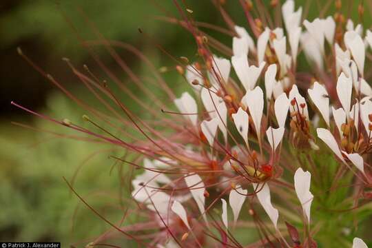 Image of redwhisker clammyweed