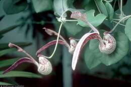 Image of gaping dutchman's pipe