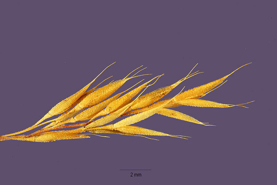 Image de Polypogon elongatus Kunth