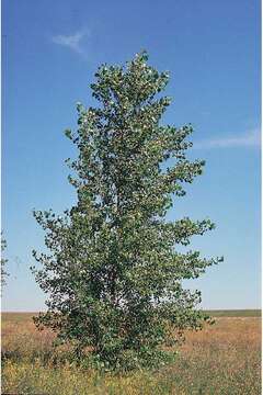 Image of Carolina poplar