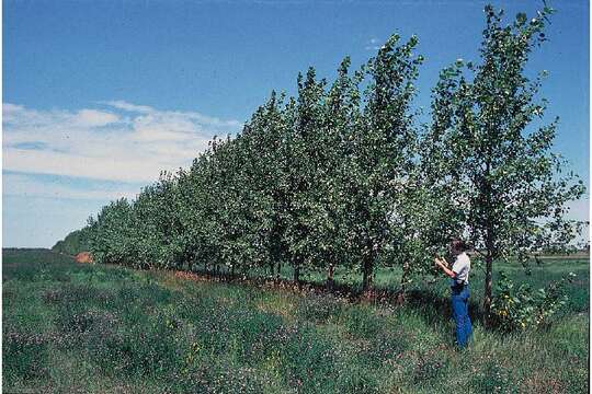 Image of Carolina poplar